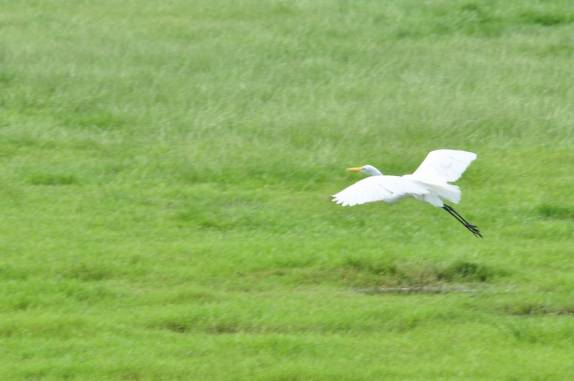Um pouso de Garça Real no Hato El Cedral, na região dos llanos venezuelanos, perto da cidade de Mantecal